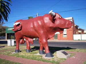 The Mallee Bull