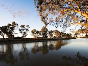 Original__9508521_HORS_Wimmera_River__dawn_o80i36a