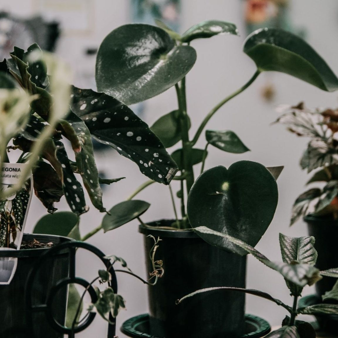 Image of indoor plants