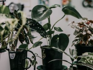 Image of indoor plants