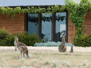 Kangaroos grazing at the front of Top Paddock.